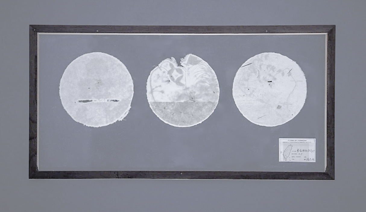 Season of Plenty fig.3