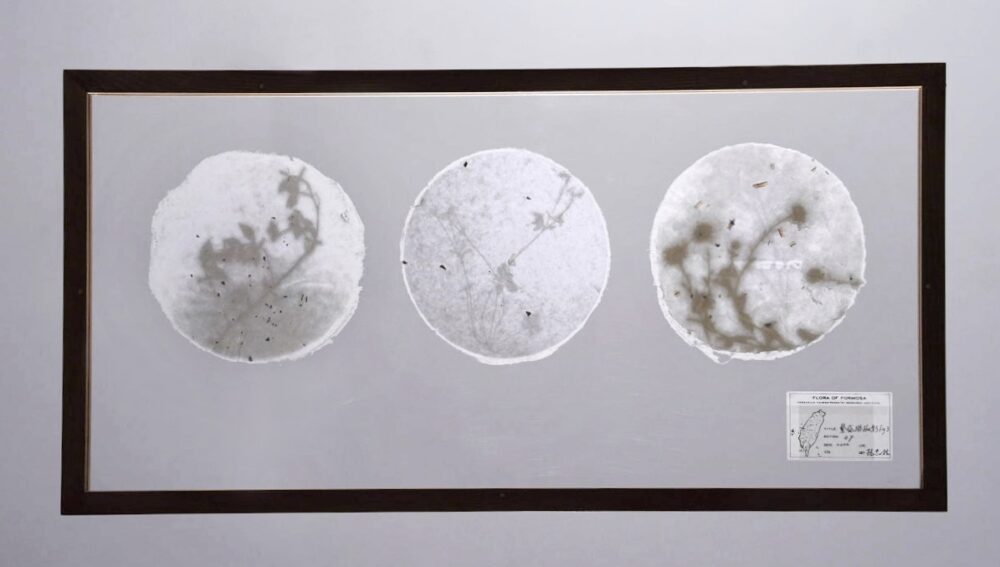 Season of Plenty fig.4